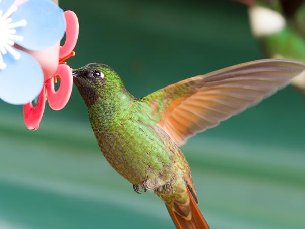 Braziliaanse robijnkolibrie (Clytolaema rubricauda)